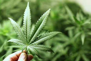foglia di pianta di cannabis