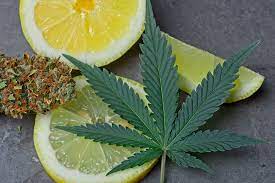 terpeni presenti nella cannabis